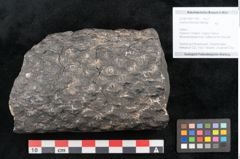 Foto (Objekt + Etikett) von Knorria imbricata Sternbg. (NHMW-GEO-2024-0188-11042)